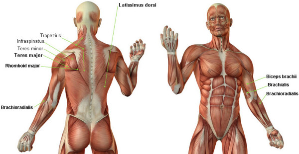 dominadas anatomia