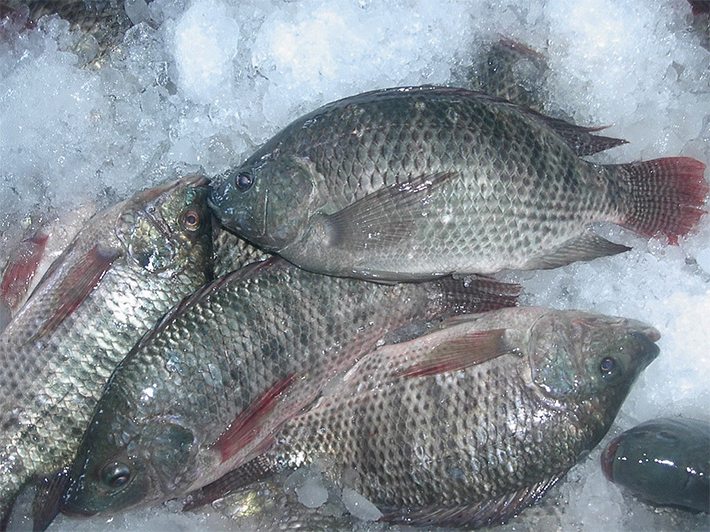 ¿Es saludable comer tilapia? Entrenamiento