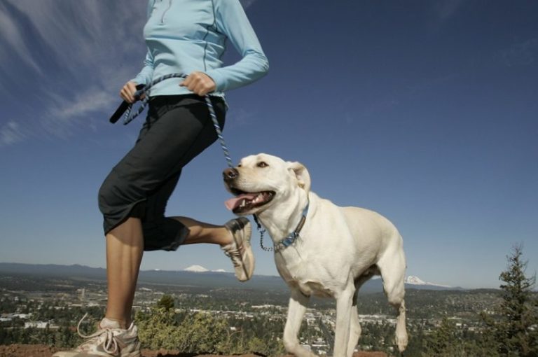 Las 10 mejores razas de perro para practicar running