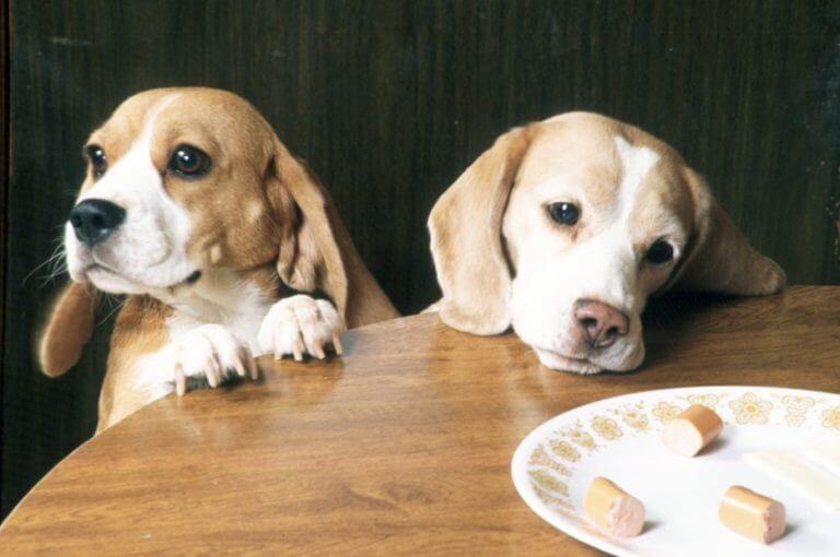5 alimentos que pueden ser mortales para los perros