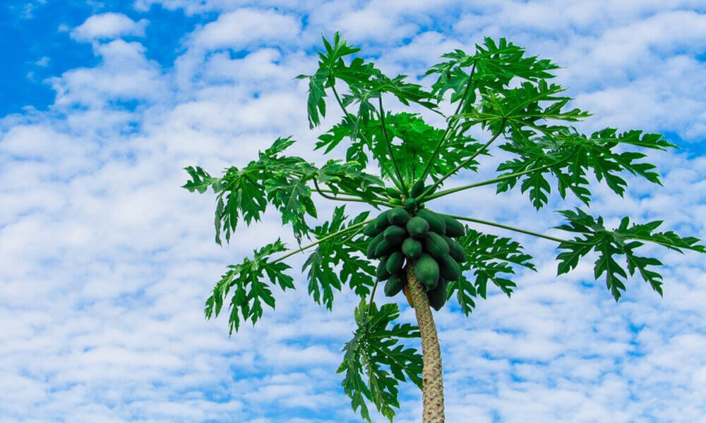 Propiedades medicinales de la papaya