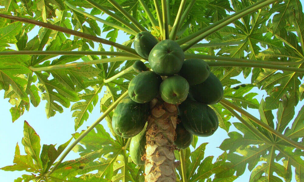 Beneficios que aporta la papaya al organismo al incluirlo en tu dieta