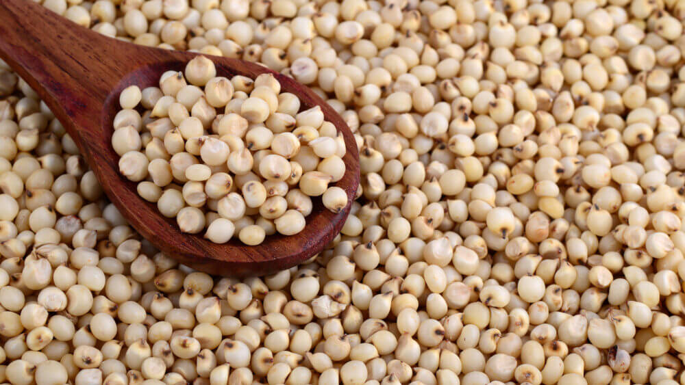 Cómo tomar sorgo
