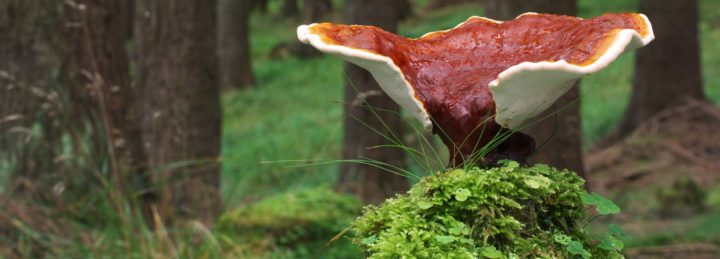 Reishi para tratar la ansiedad
