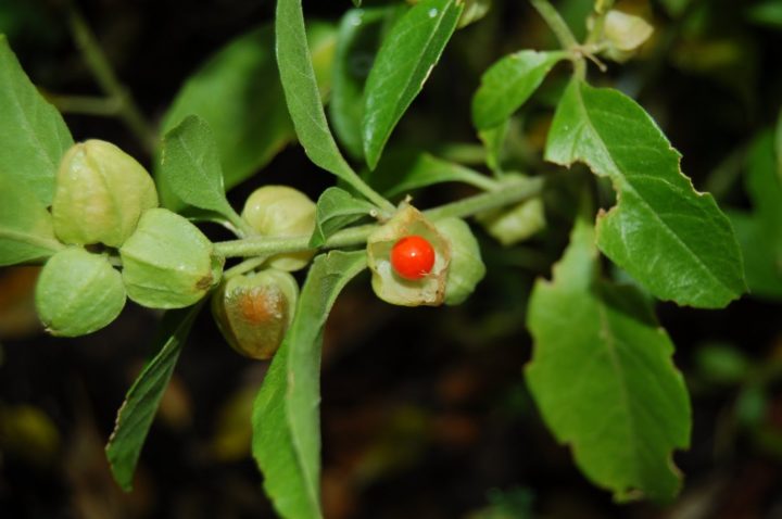 Propiedades de la Withania Somnifera