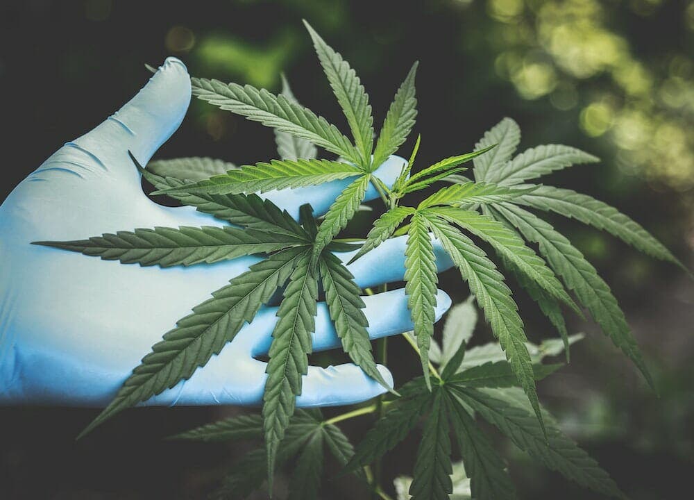 Propiedades del CBD y el cannabis