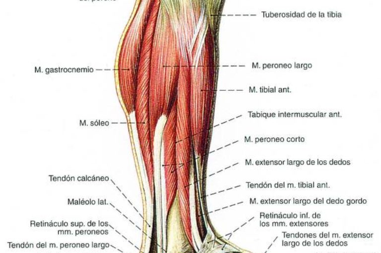 Los mejores ejercicios para pierna