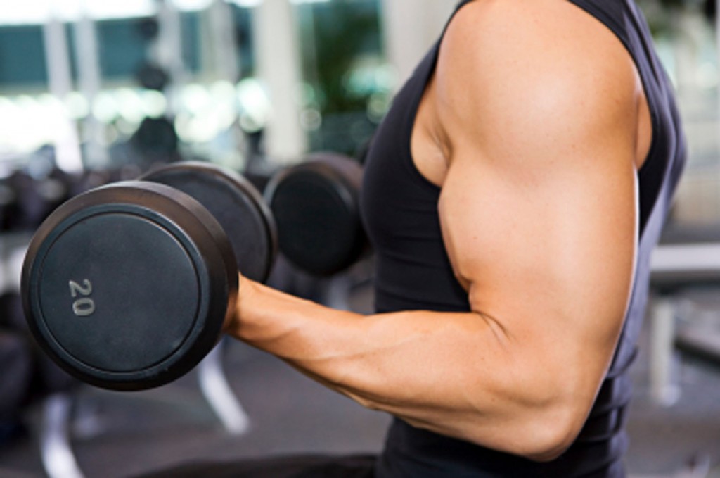 desarrollo muscular