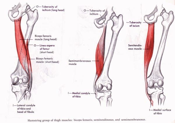 hamstring-isquiotibiales-isquiosurales