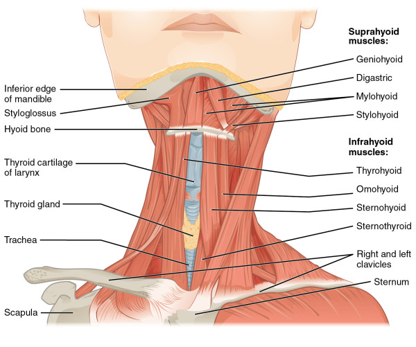 Si sheynyy la osteocondrosis nadar