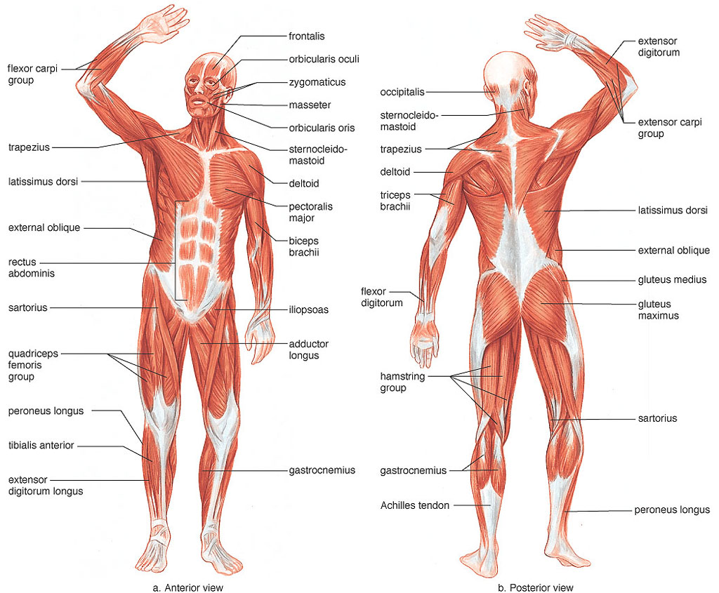 LESIONES MUSCULARES MAS COMUNES lesiones musculares mas comunes: