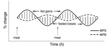Balance neto de proteinas