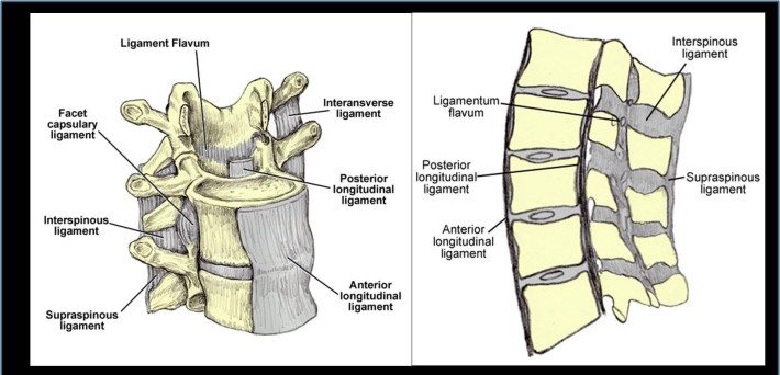 Biomecánica de la columna vertebral II