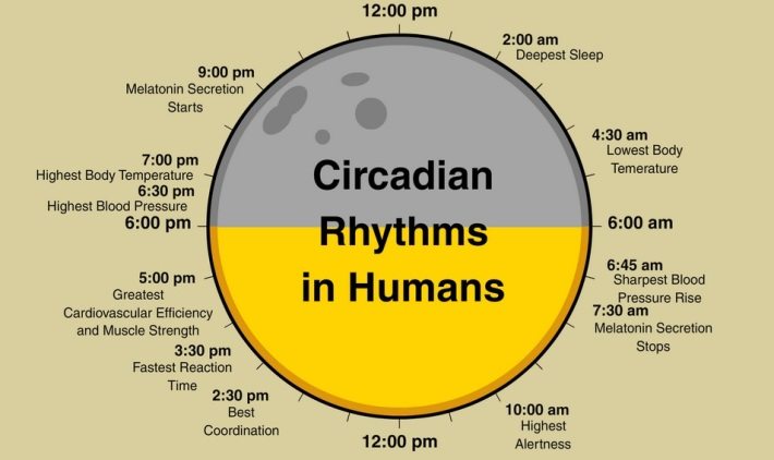 circadianos