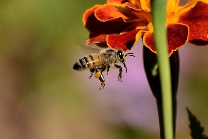 Honey is a very nutritious food