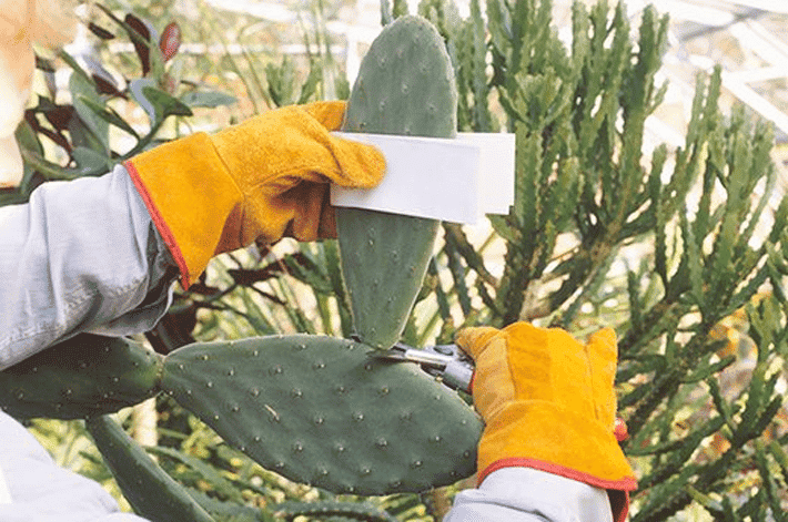 Extracto de cactus for aliviar la resaca
