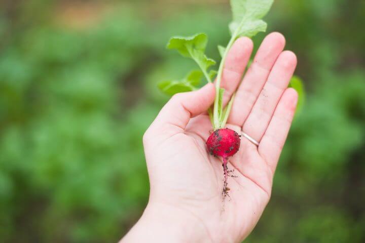 Verduras consideradas frutas erróneamente