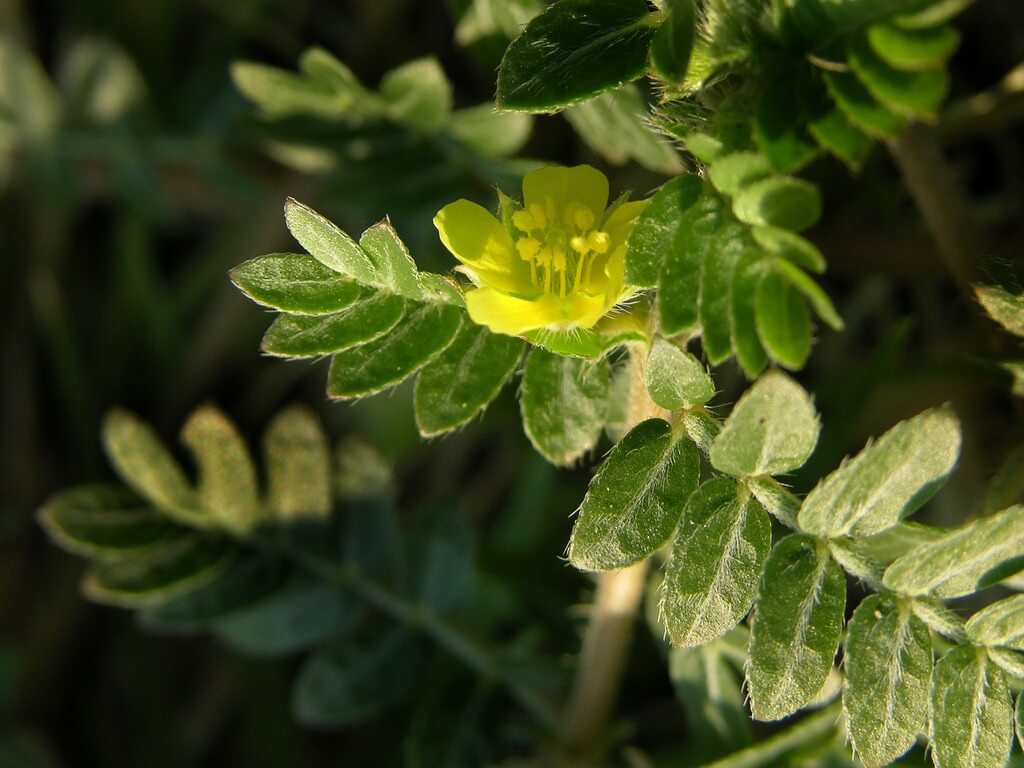 La guía definitiva del tribulus terrestris