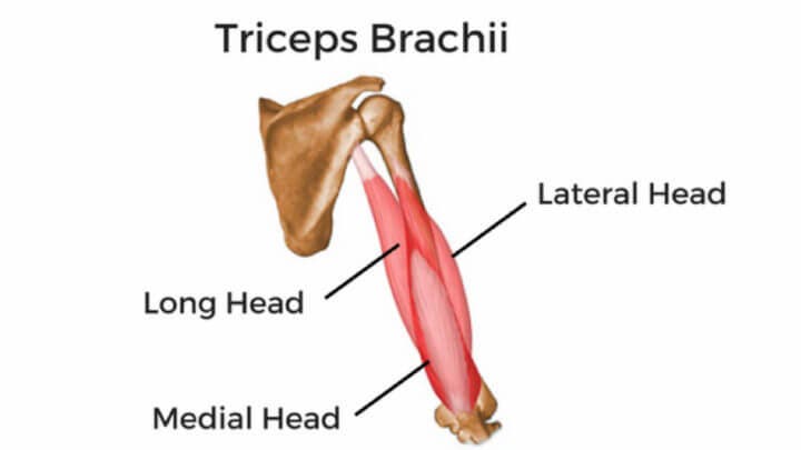 Anatomía del tríceps braquial