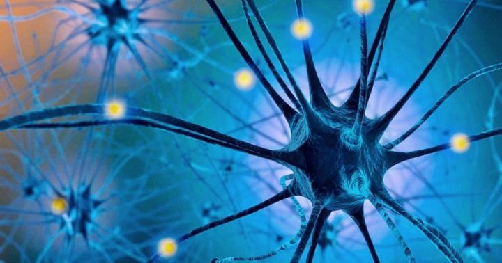 Conversión del triptófano en serotonina para mejorar estado de ánimo
