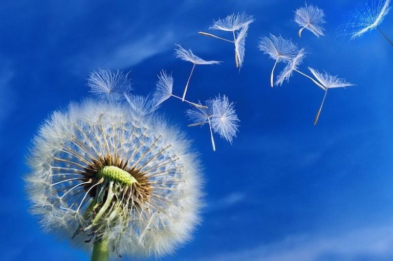 10 beneficios potenciales del diente de león