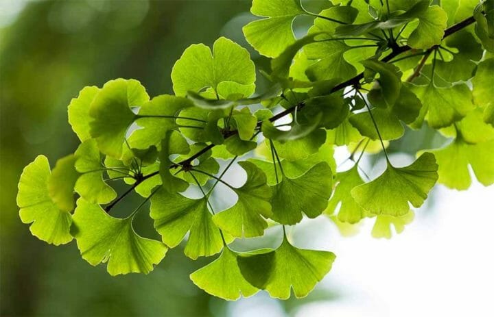 El gingko biloba puede subir los niveles de dopamina