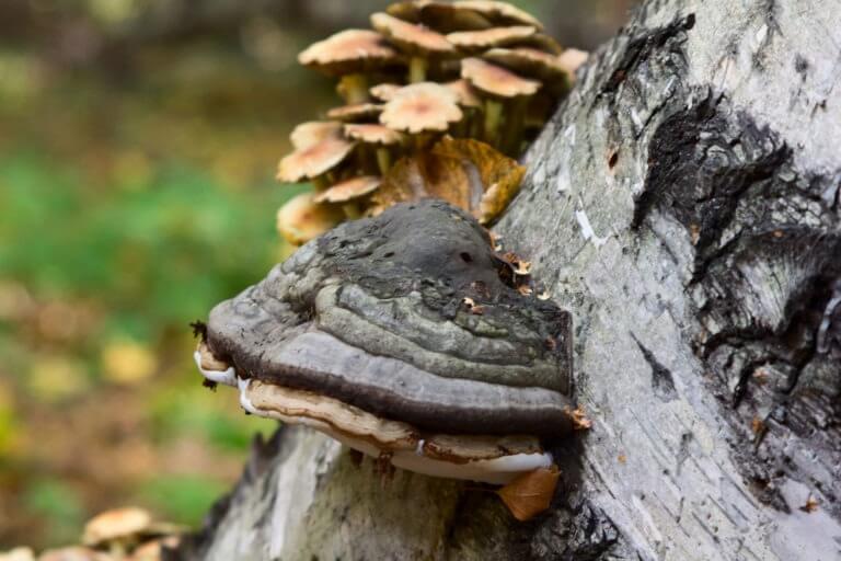 Guía de los hongos de chaga