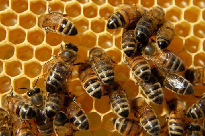 ¿Cuáles son los efectos del polen de abejas?