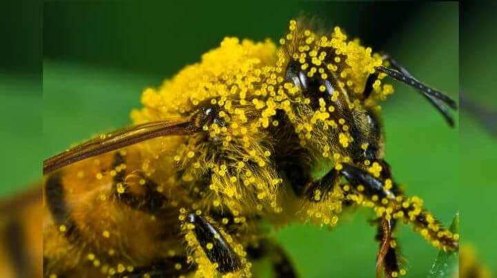 Antioxidantes del polen de abeja