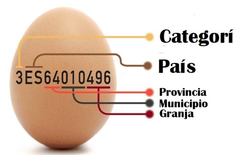 Guía definitiva de las categorías de los huevos y su importancia