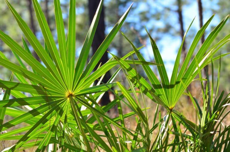 4 beneficios prometedores del saw palmetto