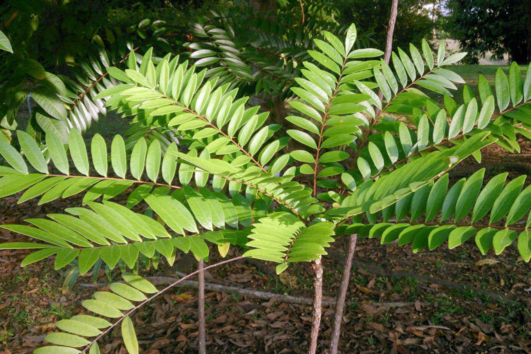 Guía de la Eurycoma longifolia