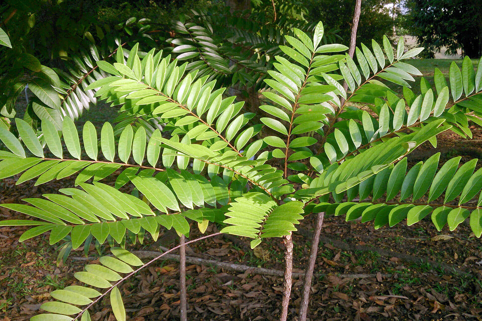 La guía definitiva de la longifolia