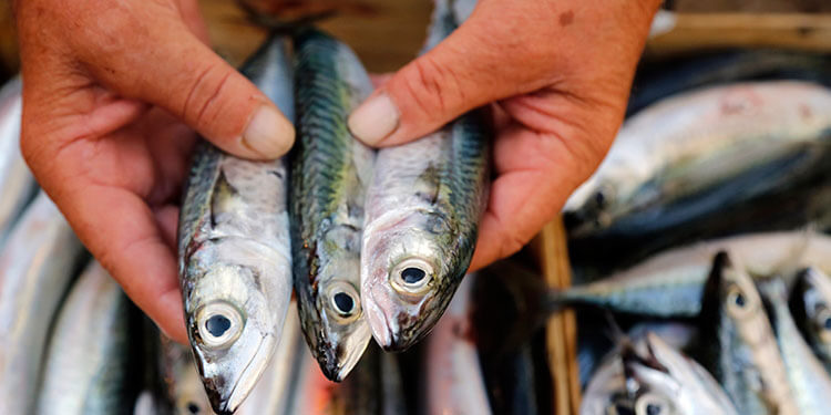 los peligros del mercurio en el pescado