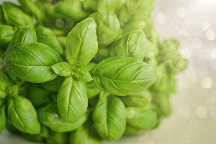 Albahaca microgreen que podemos cultivar en casa
