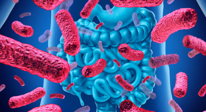 Probióticos para promover bacterias intestinales
