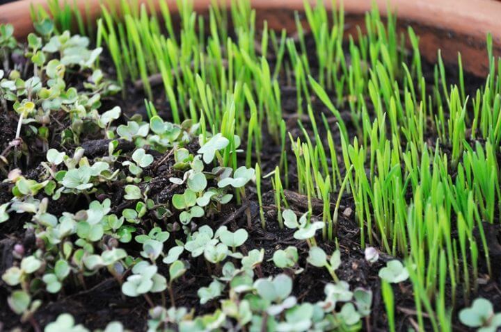 Alimentos microgreen para cultivar en casa