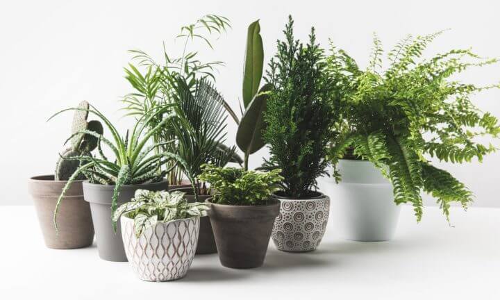 Plantas de interior que pueden purificar el aire