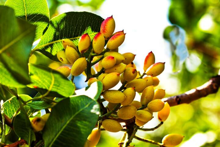 Los pistachos son una de las frutas secas cu mai multe proprietăți