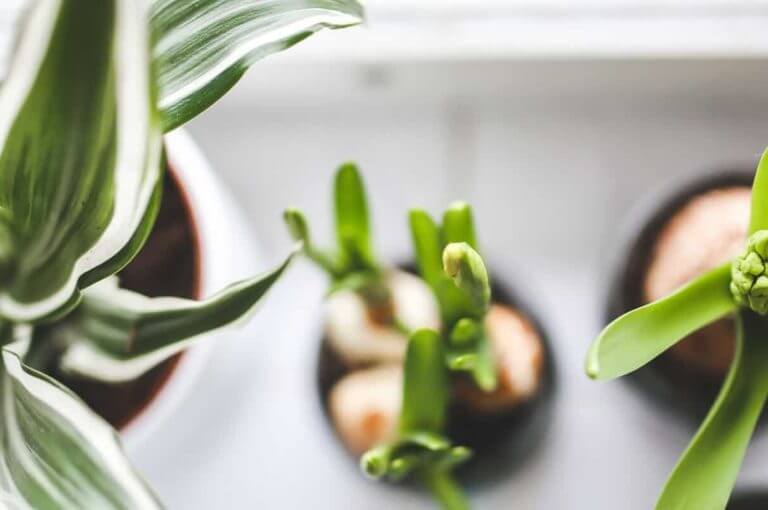 5 plantas que pueden ayudar a purificar el aire de tu casa