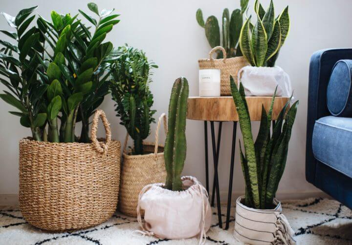 Las plantas de interior pueden mejorar la calidad del aire