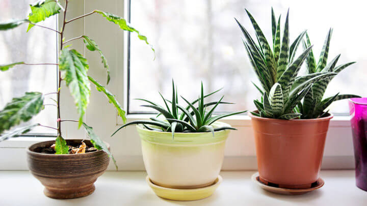 El aire de interiores puede purificarse con algunas especies de plantas