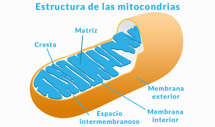 Structure des mitocondries, organes élémentaires