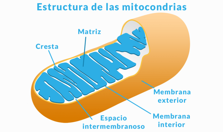 Estructura de las Mitocondrias, orgánulos elementales