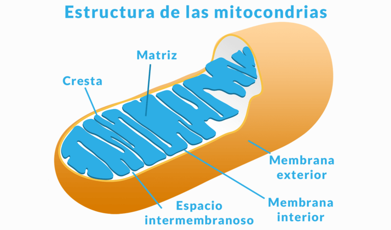 Mitocondrias ¿Qué son y qué función cumplen en el organismo?
