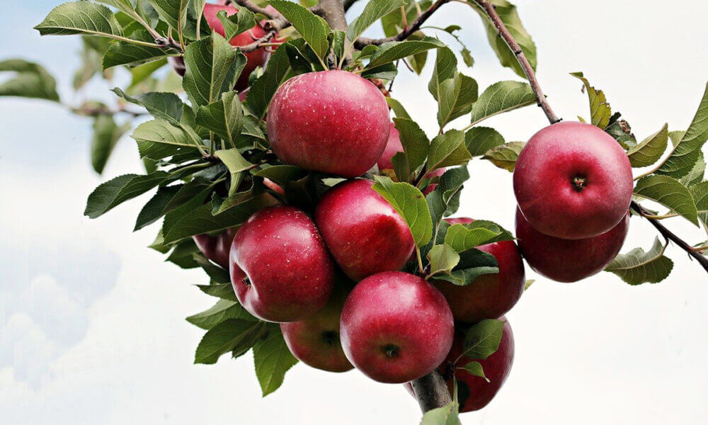 Beneficios que aportan las manzanas al incluirlas en la dieta
