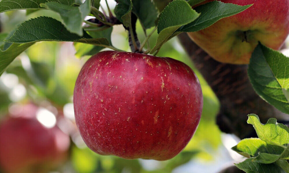 Beneficios que aportan las manzanas a la salud de los oídos