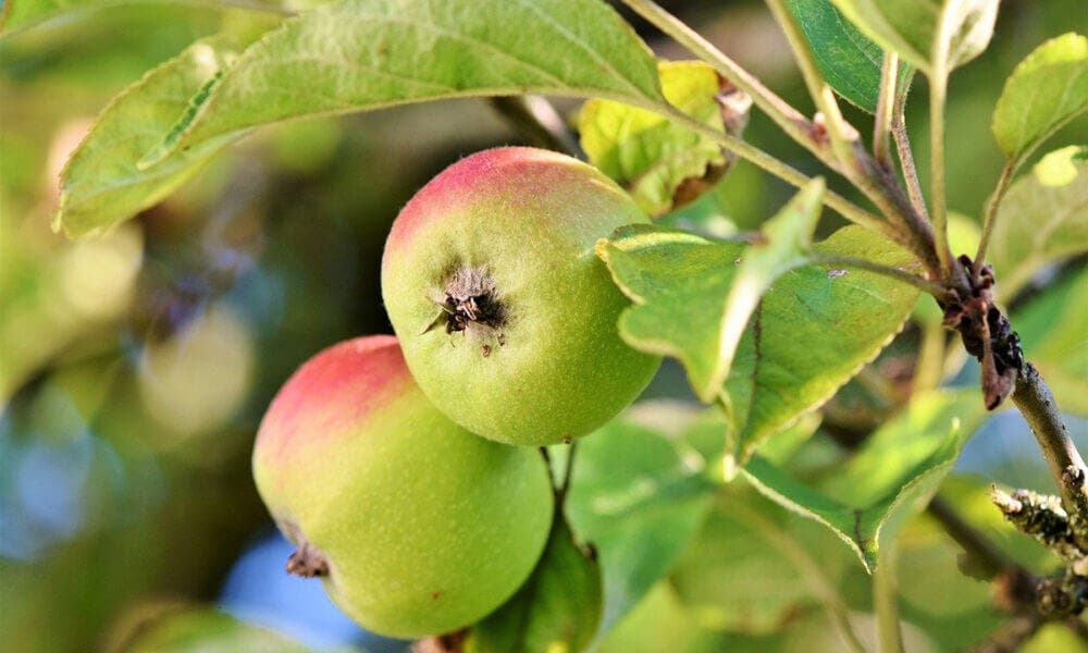 Propiedades depurativas y antioxidantes de las manzanas