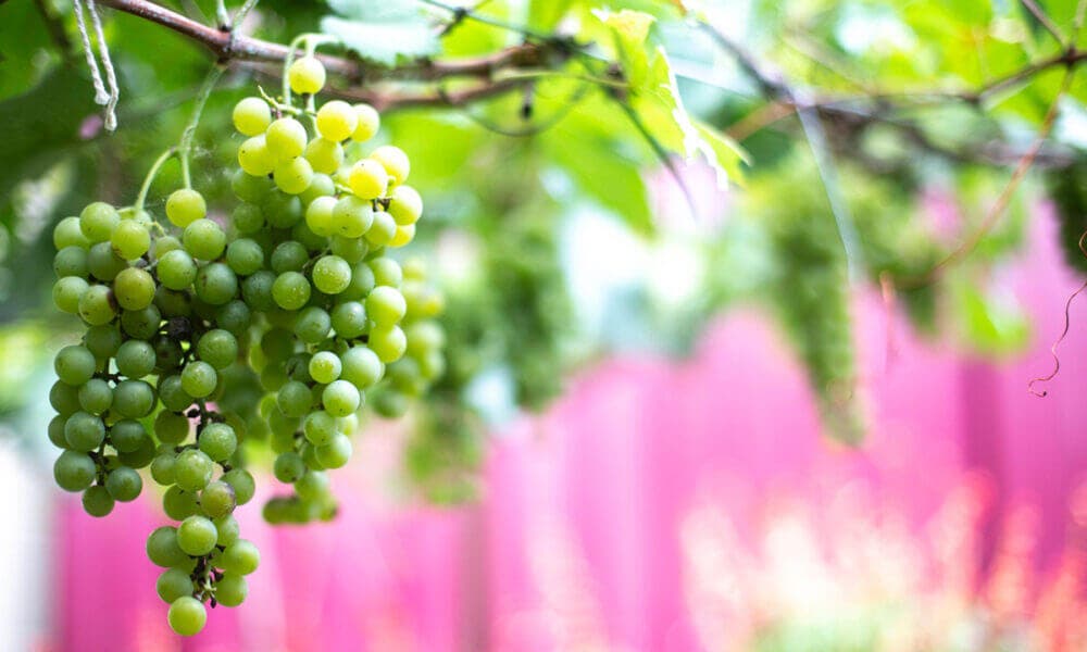 Propiedades druges de las uvas que ayudan a conciliar el sueño