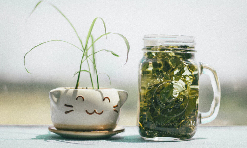 Beneficios del té verde para adelgazar y acelerar el metabolismo